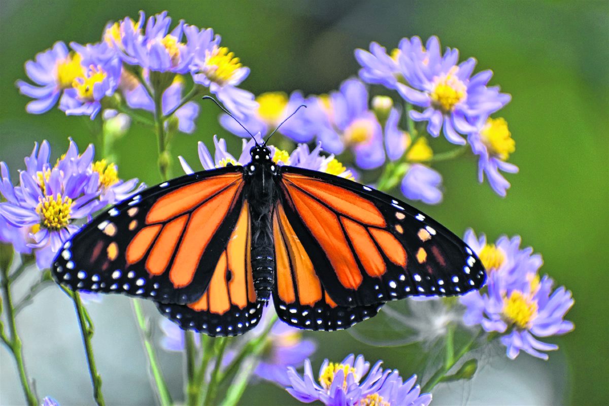 Debbie Kelley raises monarch butterflies at her Brown County home.  Submitted photo