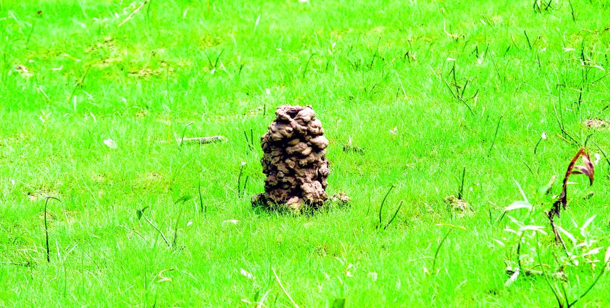 A burrowing crayfish chimney in Leslie Bishop's yard. Crayfish emerging from their burrows after a heavy spring rain is a new sign of spring, Bishop said. As the crayfish excavate their burrows, they kick up balls of mud that accumulate around the burrow openings creating a chimney structure, according to Bishop. Leslie Bishop | For The Democrat